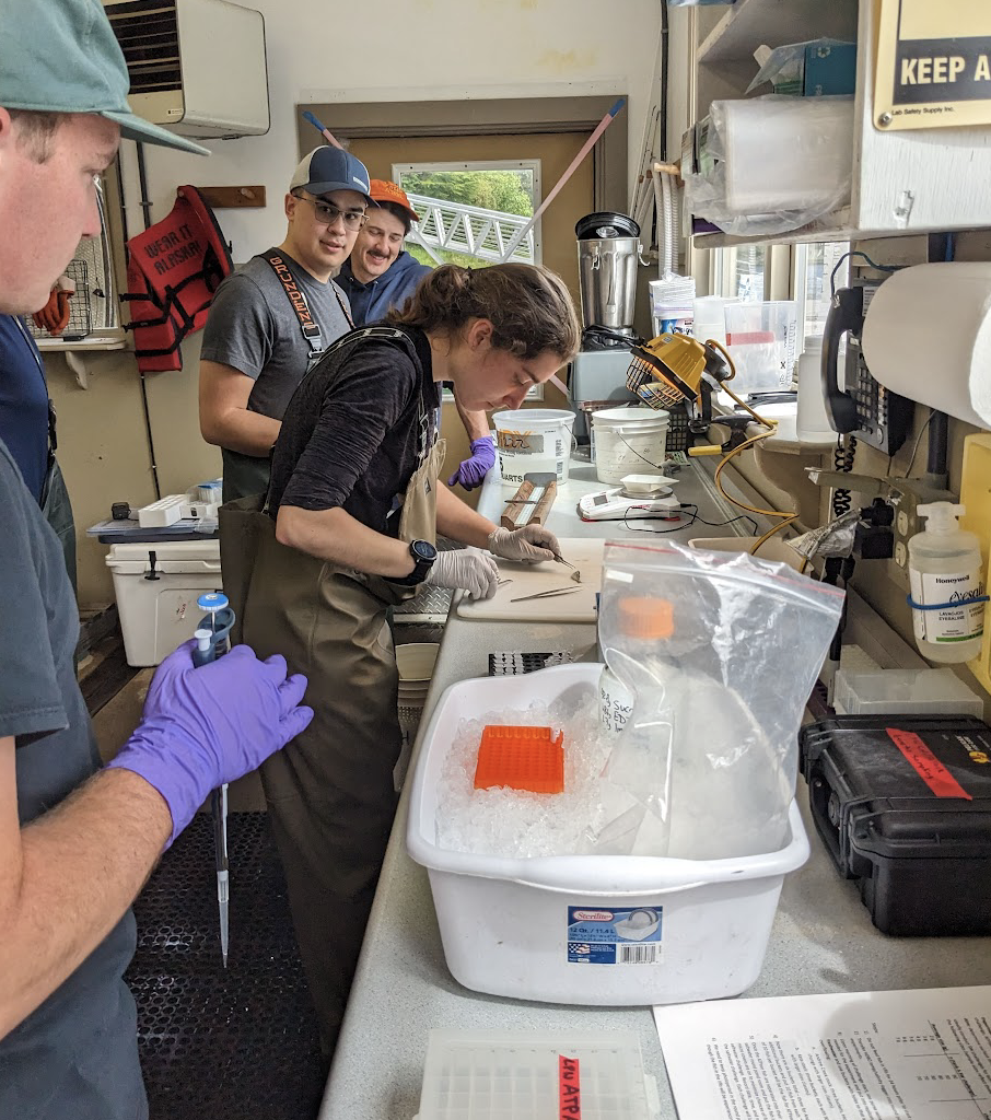 Credit: NOAA Fisheries, Heather Fulton-Bennett
Verbal permission given for woman dissecting fish - Emma Rudy Srebnik

Description: ANSEP Intern Aksiin Storer assists with collecting gill filaments to measure ATPase activity in juvenile fish alongside NOAA Hollings Scholar Emma Rudy Srebnik