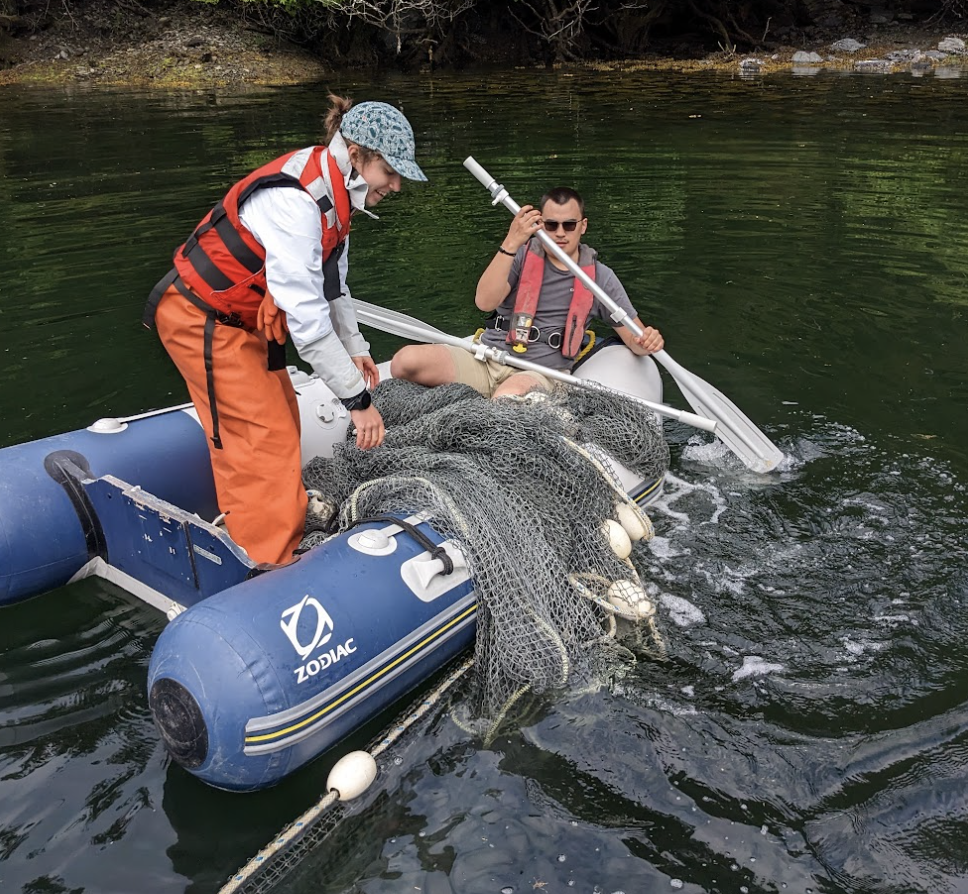 Credit: NOAA Fisheries, Heather Fulton-Bennett

Verbal permission given for use of likeness - Emma Rudy Srebnik

Description: ANSEP Intern Aksiin Storer and NOAA Hollings Scholar Emma Rudy Srebnik work to set up a net in Little Port Walter.